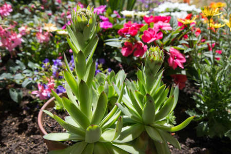 Houseleekの写真素材