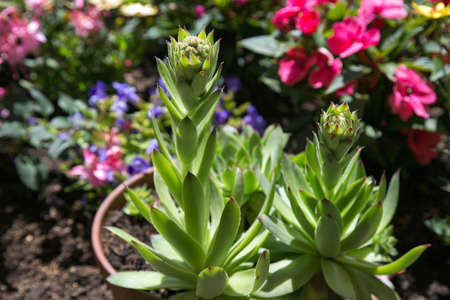 Houseleekの写真素材