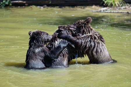 Brown bearの写真素材