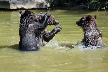 Brown bearの写真素材