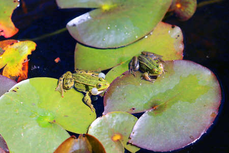 Green Frogの写真素材