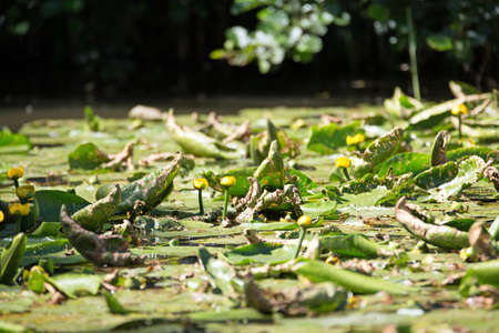 Water plant reedsの写真素材