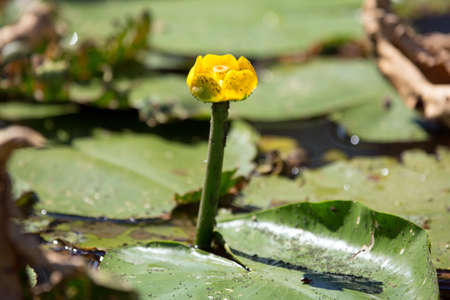 Water plant reedsの写真素材