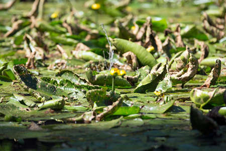 Water plant reedsの写真素材