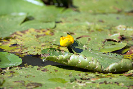 Water plant reedsの写真素材
