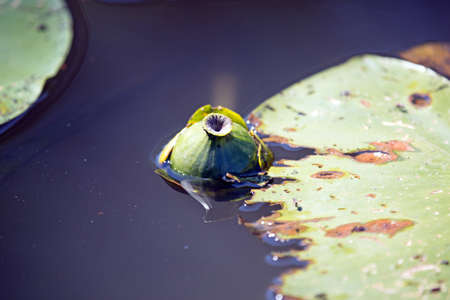 Water plant reedsの写真素材