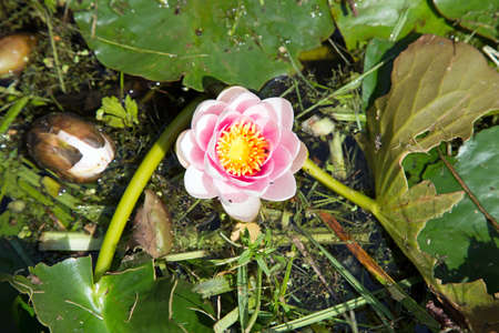 Water lilyの写真素材