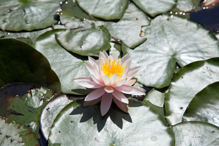 Water lilyの写真素材