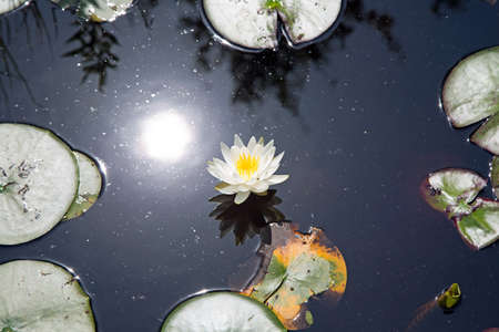 Water lilyの写真素材