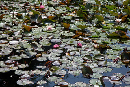 Water lilyの写真素材