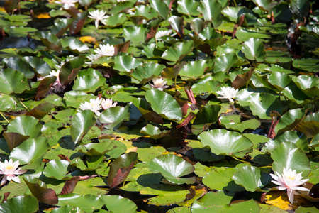 Water lilyの写真素材