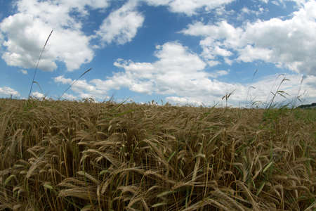 Wheat field with cloudy skyの写真素材
