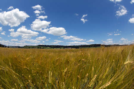 Wheat field with cloudy skyの写真素材