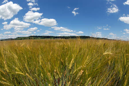 Wheat field with cloudy skyの写真素材
