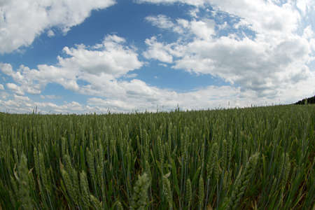 Wheat field with cloudy skyの写真素材