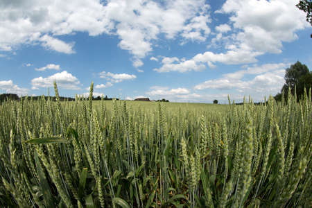 Wheat field with cloudy skyの写真素材