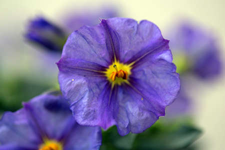 Flowerの写真素材