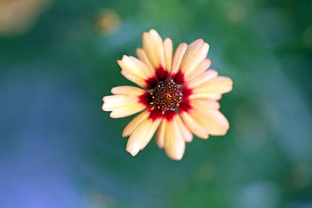 Flowerの写真素材