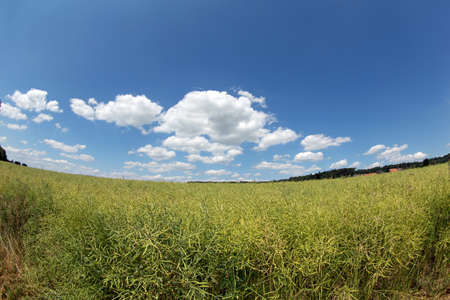 Rape field Fisheyeの写真素材
