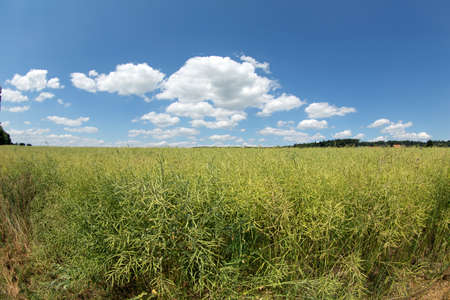 Rape field Fisheyeの写真素材