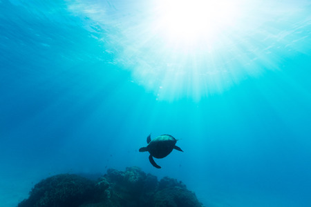 A sea turtle is illuminated by beautiful ethereal sun light as it swims through pristine blue water on the Great Barrier Reef.