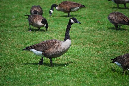 Geese on grassの写真素材
