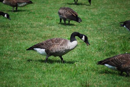Geese feeding on grassの写真素材