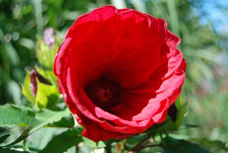 Big Red Bell Flowerの写真素材