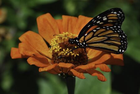 Monarch butterfly on orange flowerの写真素材