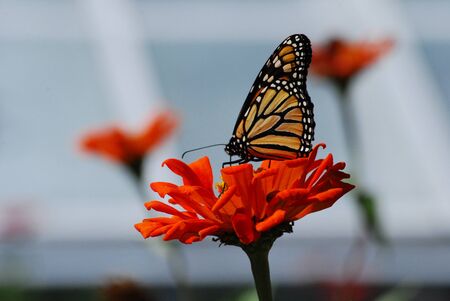 Butterfly on ornge flowerの写真素材