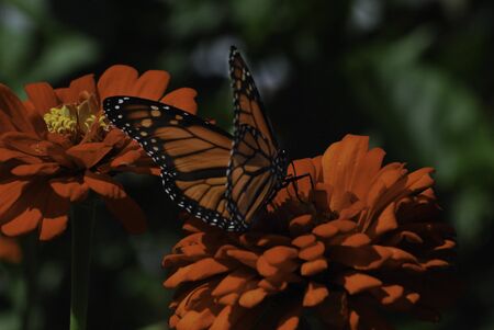 Monarch butterfly on orange flowerの写真素材