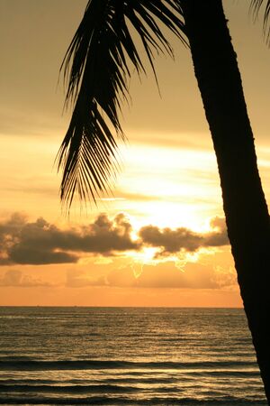 Sunset over the sea under a palm tree, Thailand.の写真素材