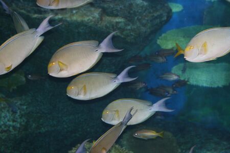 Tropical fish, Thailand.