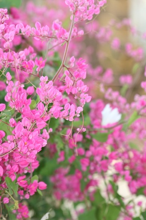 Purple flowers, Thailand.の写真素材