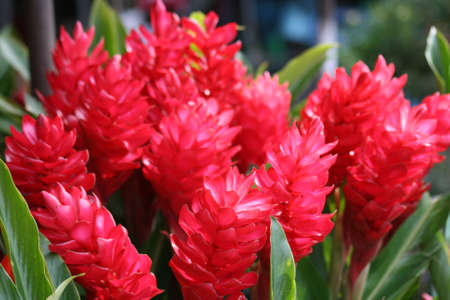 Red tropical flowers, Thailand. の写真素材