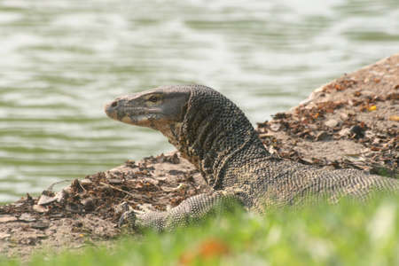 Monitor lizard, Thailand. の写真素材