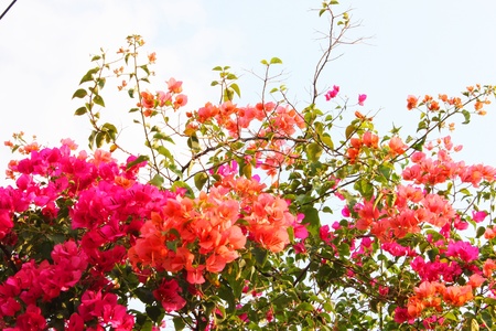 Pink flowers in Laos.の写真素材