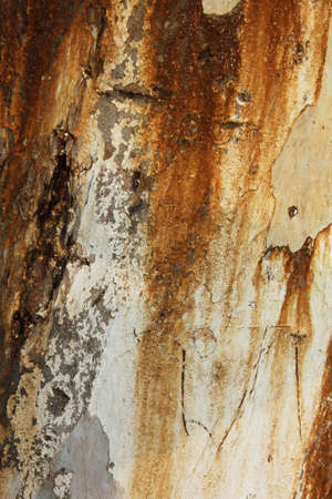 Tree trunk.