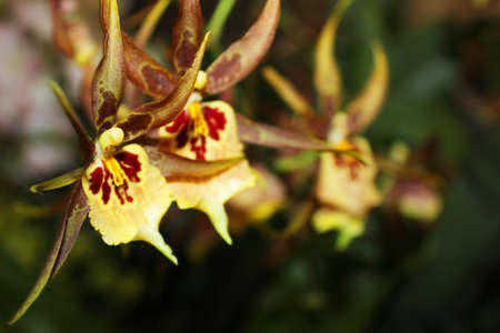 Orchids in Thailand.の写真素材