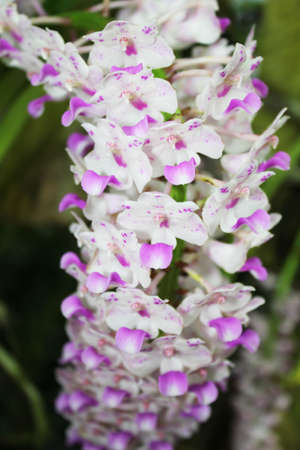 Orchids in Thailand.の写真素材