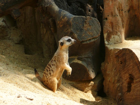 Meercats, Thailand の写真素材