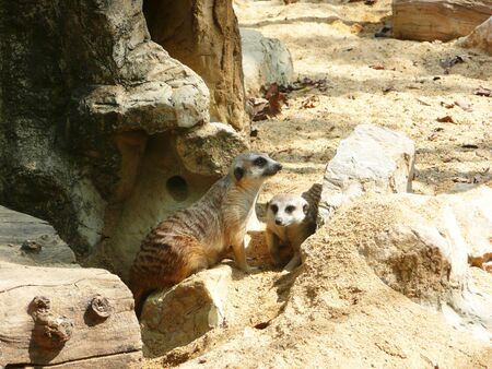 Meercats, Thailand の写真素材