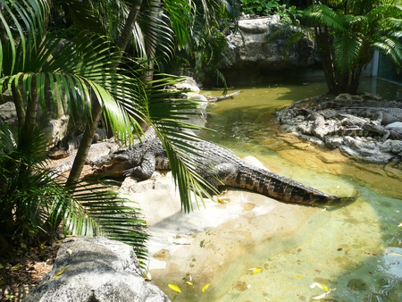 Crocodile, Thailand のeditorial素材