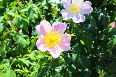 Poppies in a garden in France  の写真素材