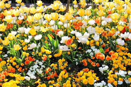 Flowers in a garden in France の写真素材