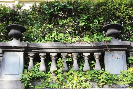 Ivy on balcony, Geneva  