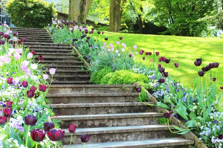 Tulips in a garden in France の写真素材