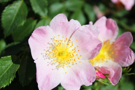 Wild roses outdoors in rural France の写真素材