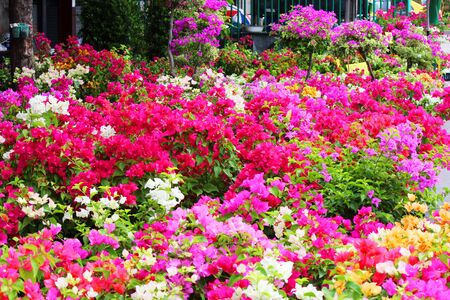 Flowers in Thailand の写真素材