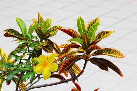 Tropical plants in Thailand 